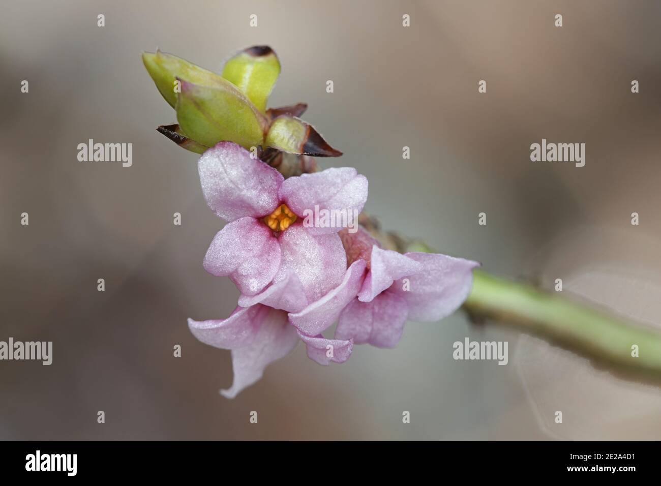 Daphne mezereum, allgemein bekannt als mezereum, mezereon, February daphne, Lorbeer oder Lorbeer, eine giftige Pflanze aus Finnland Stockfoto