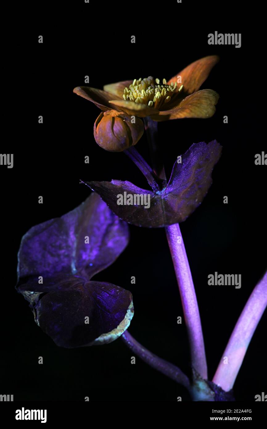 Marsh Ringelblume, Caltha palustris, fotografiert im ultravioletten Licht (365 nm) Stockfoto