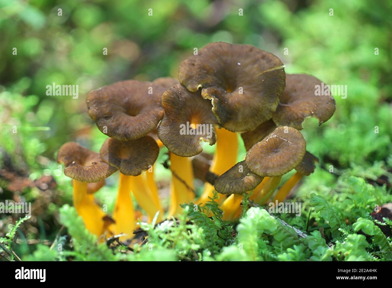 Craterellus tubaeformis (Cantharellus tubaeformis), bekannt als Gelbfußpilz, Winterpilz oder Trompete-Pfifferlinge, wilder essbarer Pilz aus Finnland Stockfoto