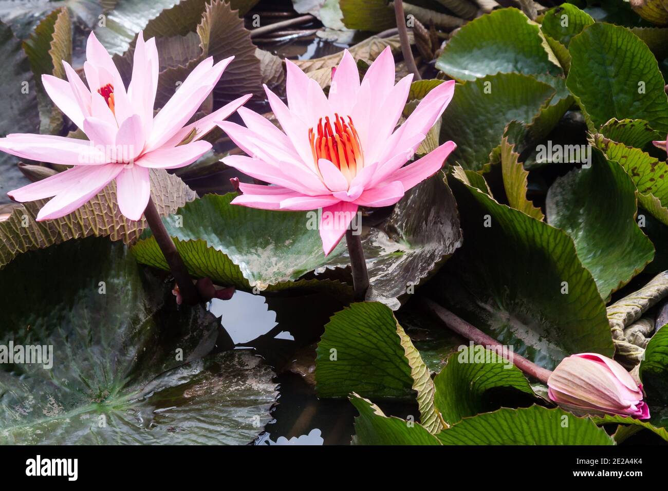 Große wilde rosa Seerose oder Lotusblume, Nelumbo nucifera im Wasser. Indonesien. Stockfoto