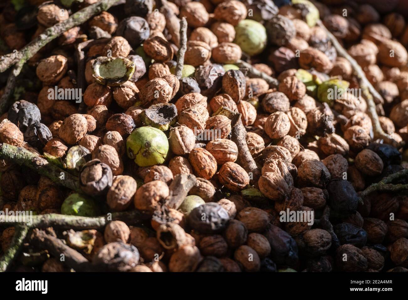 Walnussernte bei Nuts & Compagnie, einem Familienunternehmen, das Produkte aus eigener Herstellung von Nüssen in Beauregard-Baret (südöstlich F Stockfoto