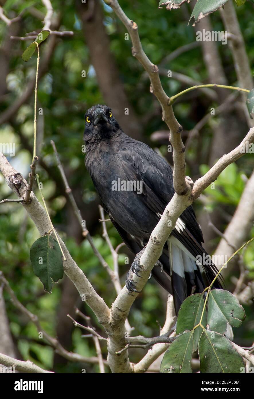 Pied Currawong (Strepera graculina). Einheimischer australischer Vogel, schwarz-weiß mit gelben Augen. In einem Baum sitzend, mit Blick auf die Kamera, Queensland Garten. Stockfoto