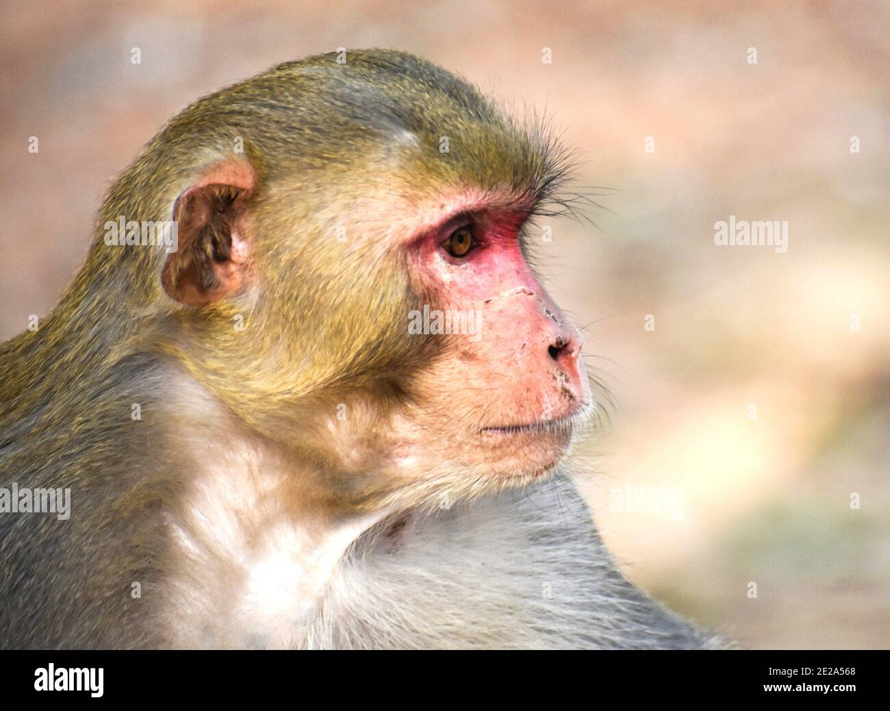 Porträt eines jungen Affen sitzen draußen mit einem verschwommen Hintergrund Stockfoto
