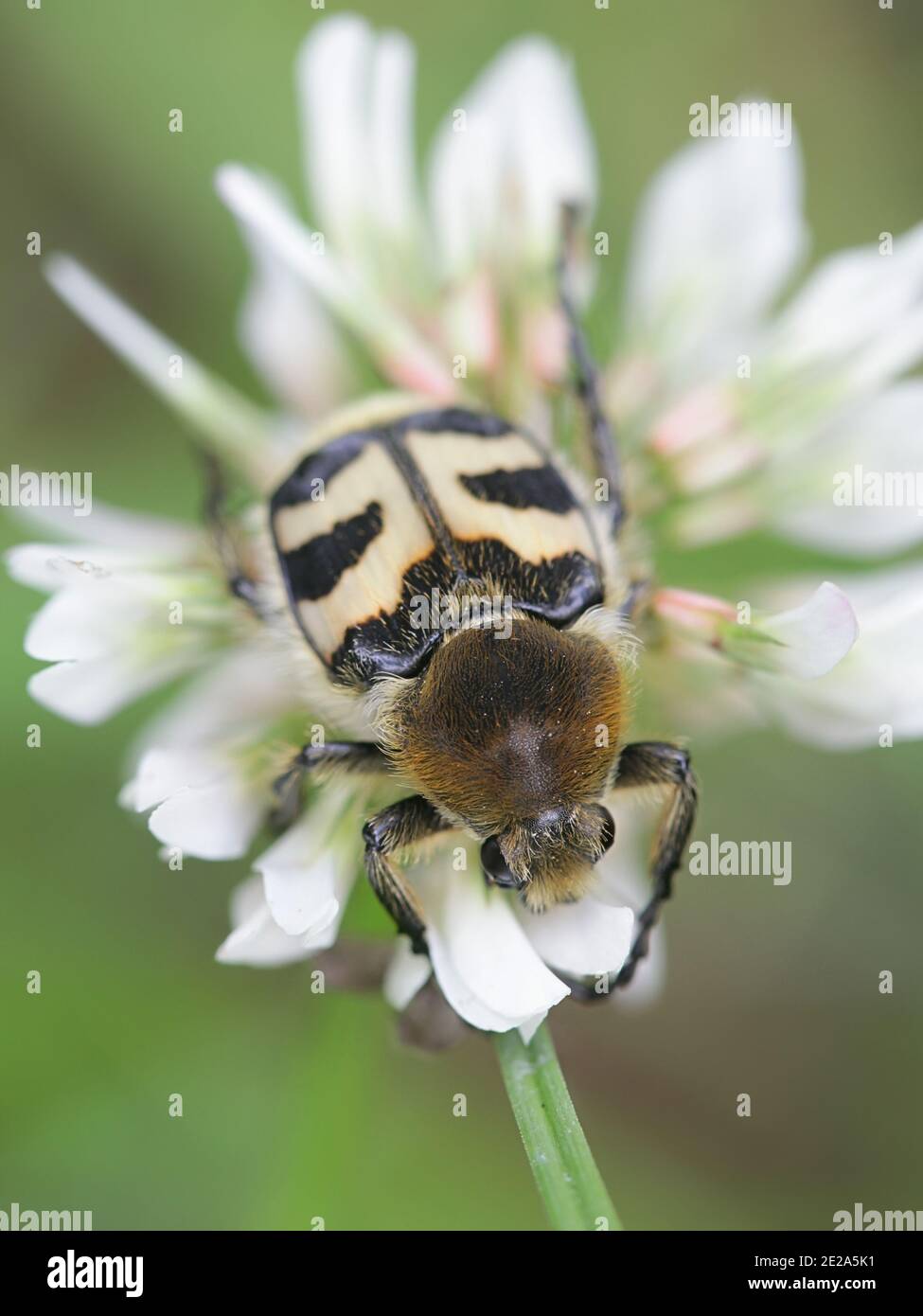 Bee Beetle, Trichus fasciatus, Beispiel der Batesianischen Mimikry Stockfoto