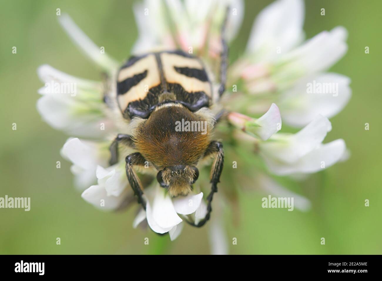 Bee Beetle, Trichus fasciatus, Beispiel der Batesianischen Mimikry Stockfoto