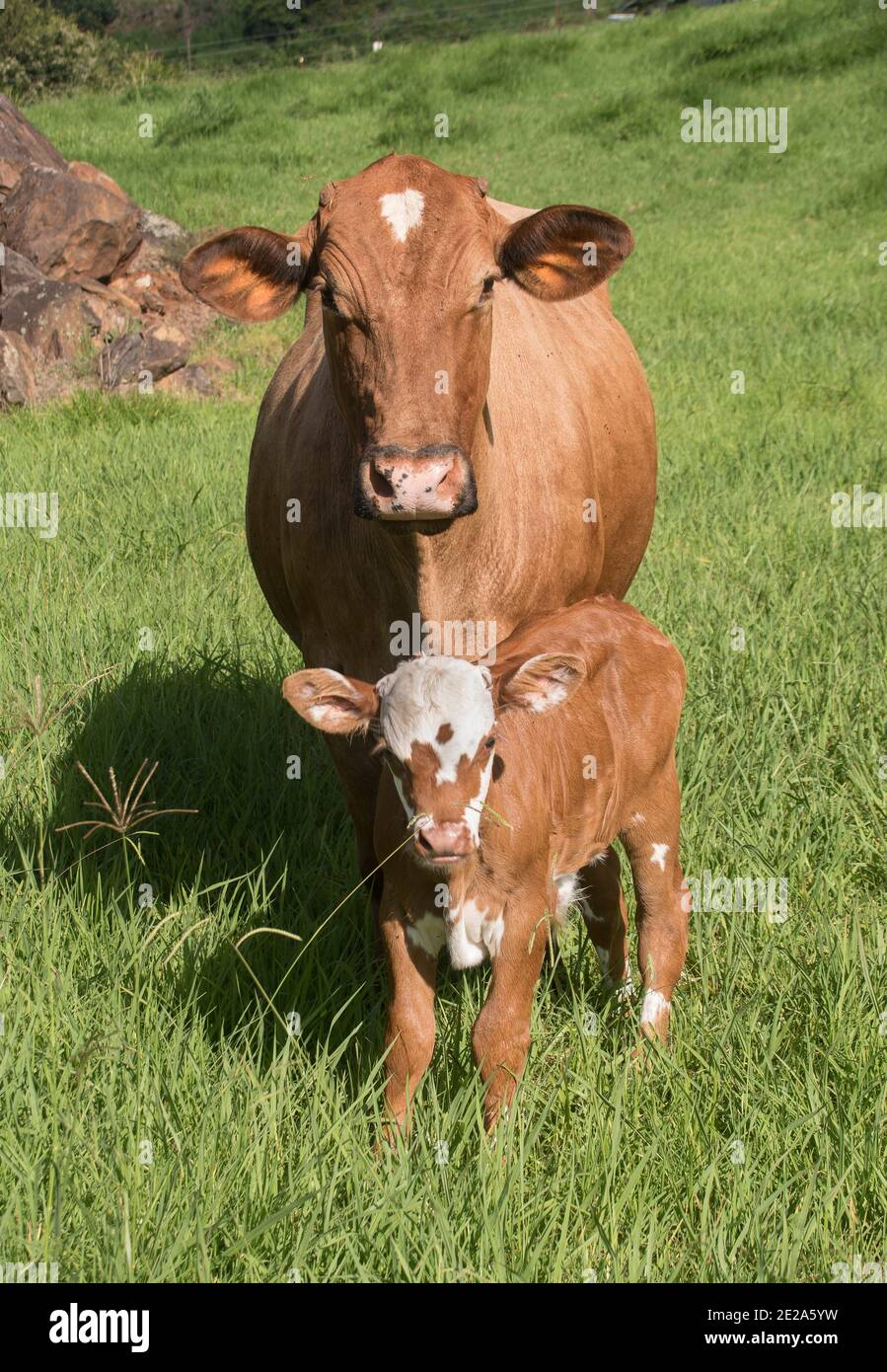 Braune und weiße Kuh mit ihrem neuen Kalb, das auf einem grünen Grasfeld steht. Beide blicken auf die Kamera. Summer, Queensland, Australien. Stockfoto