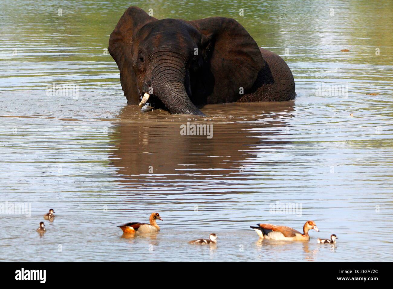 Ein junger Elefantenbulle genießt ein Bad in einem See und konfrontiert eine Familie von ägyptischen Gänsen. Stockfoto