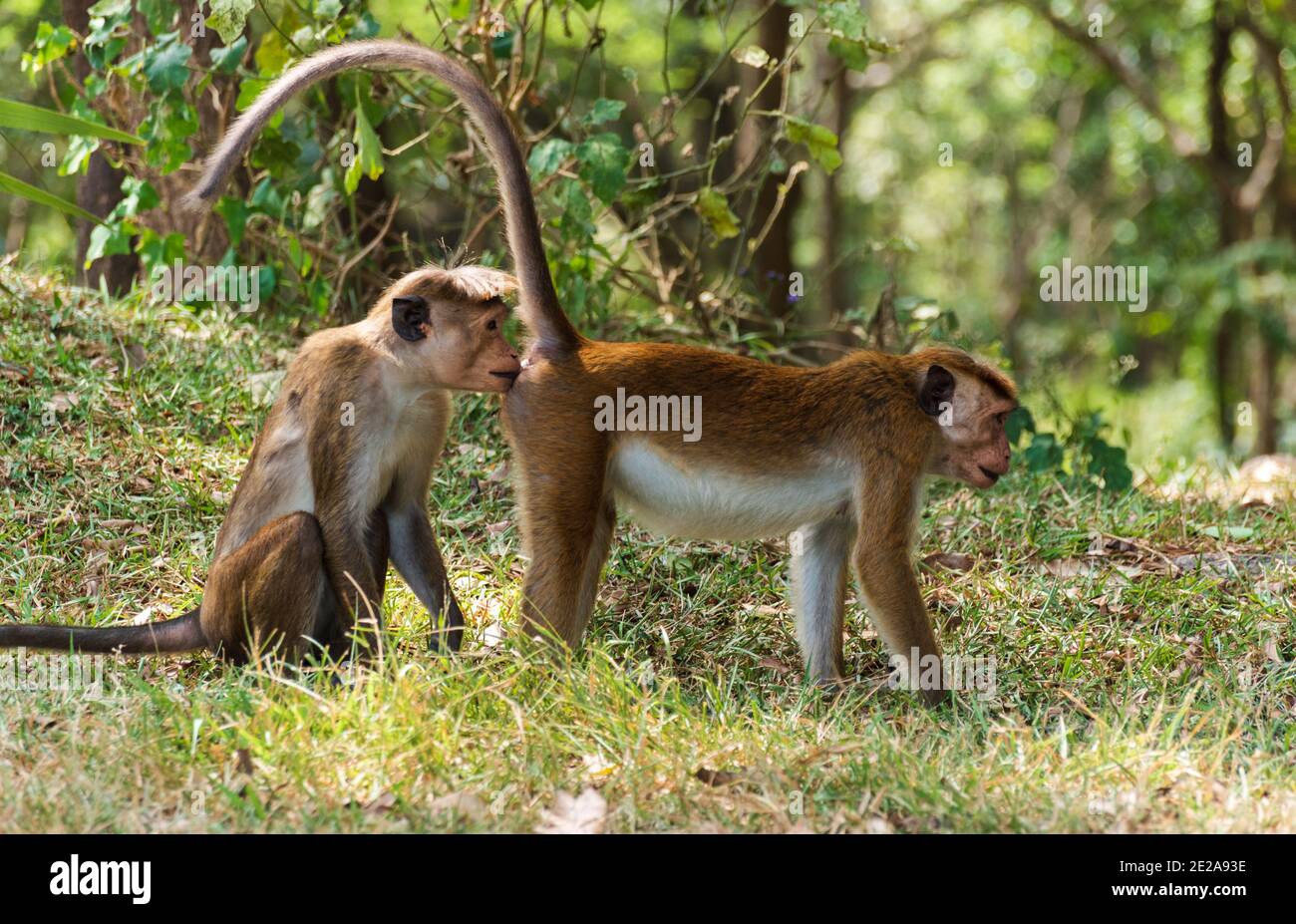 Toque macaque Affen, Macaca sinica, Sri Lanka Stockfoto