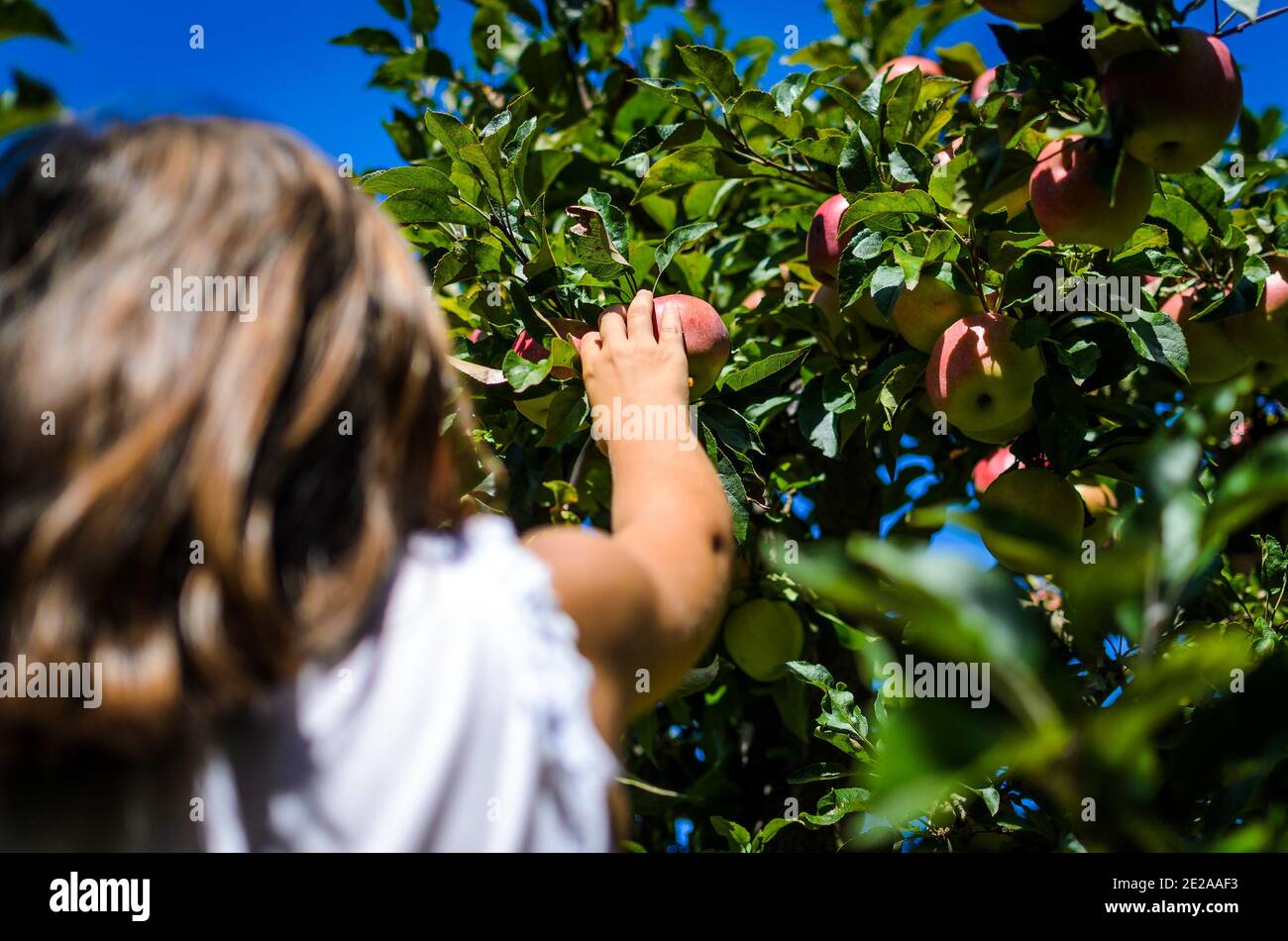 Kinder pflücken leckeren roten Apfel vom Baum im Sommer. Das kleine Mädchen erntet reife Bio-Früchte von einem Baum im Obstgarten. Konzept der gesunden EA Stockfoto