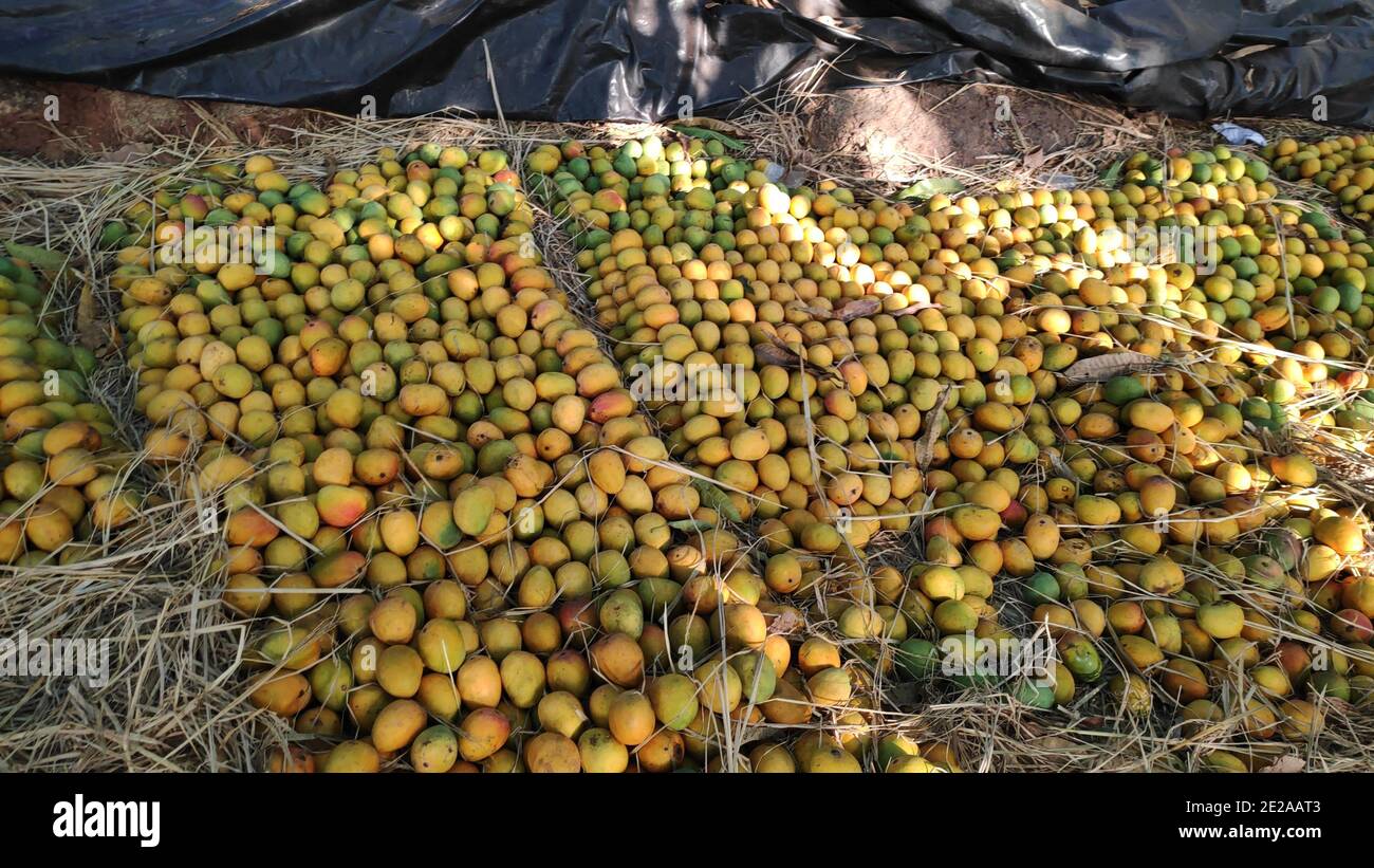 Haufen von vielen Alphonso Mangos von einer indischen Farm für sellin Stockfoto