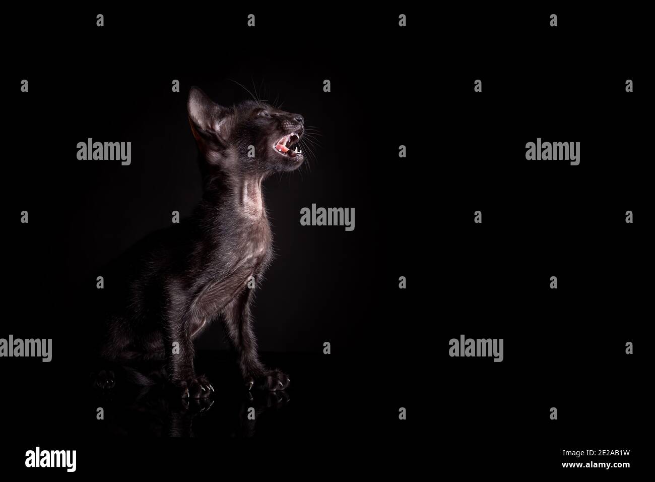 Porträt des Profils der kleinen schwarzen Farbe Kätzchen von orientalisch Katze Rasse sitzen und mähen vor schwarzem Hintergrund Stockfoto