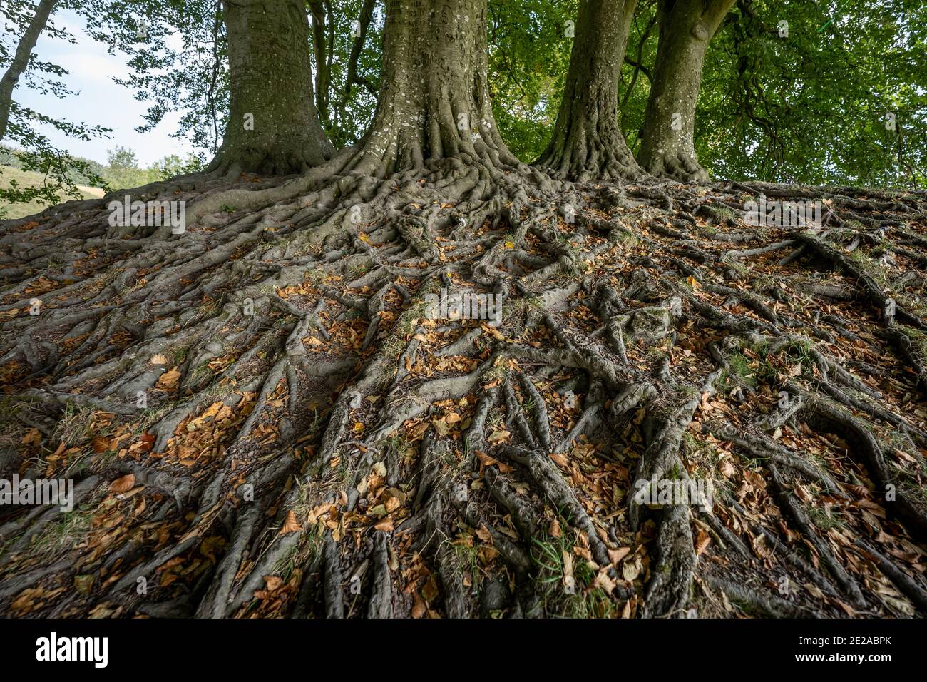 JRR Tolkiens Mythische Bäume in Avebury, Wiltshire, Großbritannien. Stockfoto