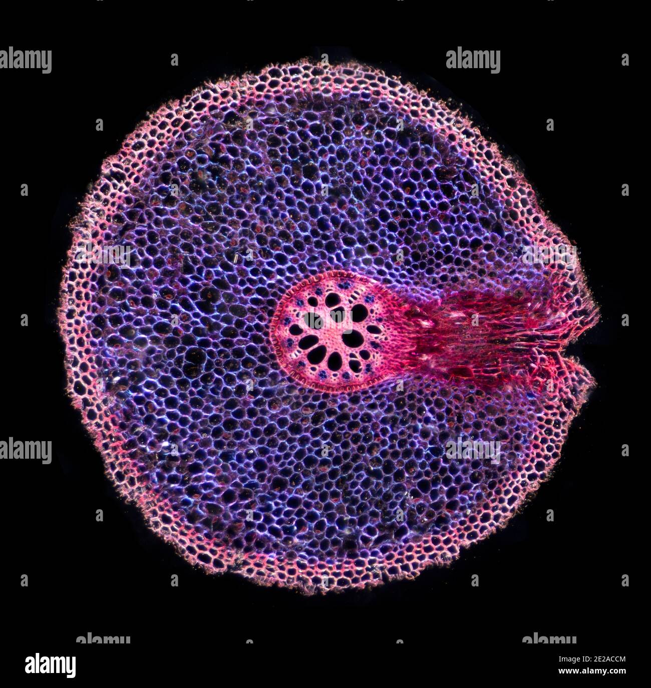 Iriswurzelabschnitt, TS. Dunkelfeld-Photomikrograph Stockfoto