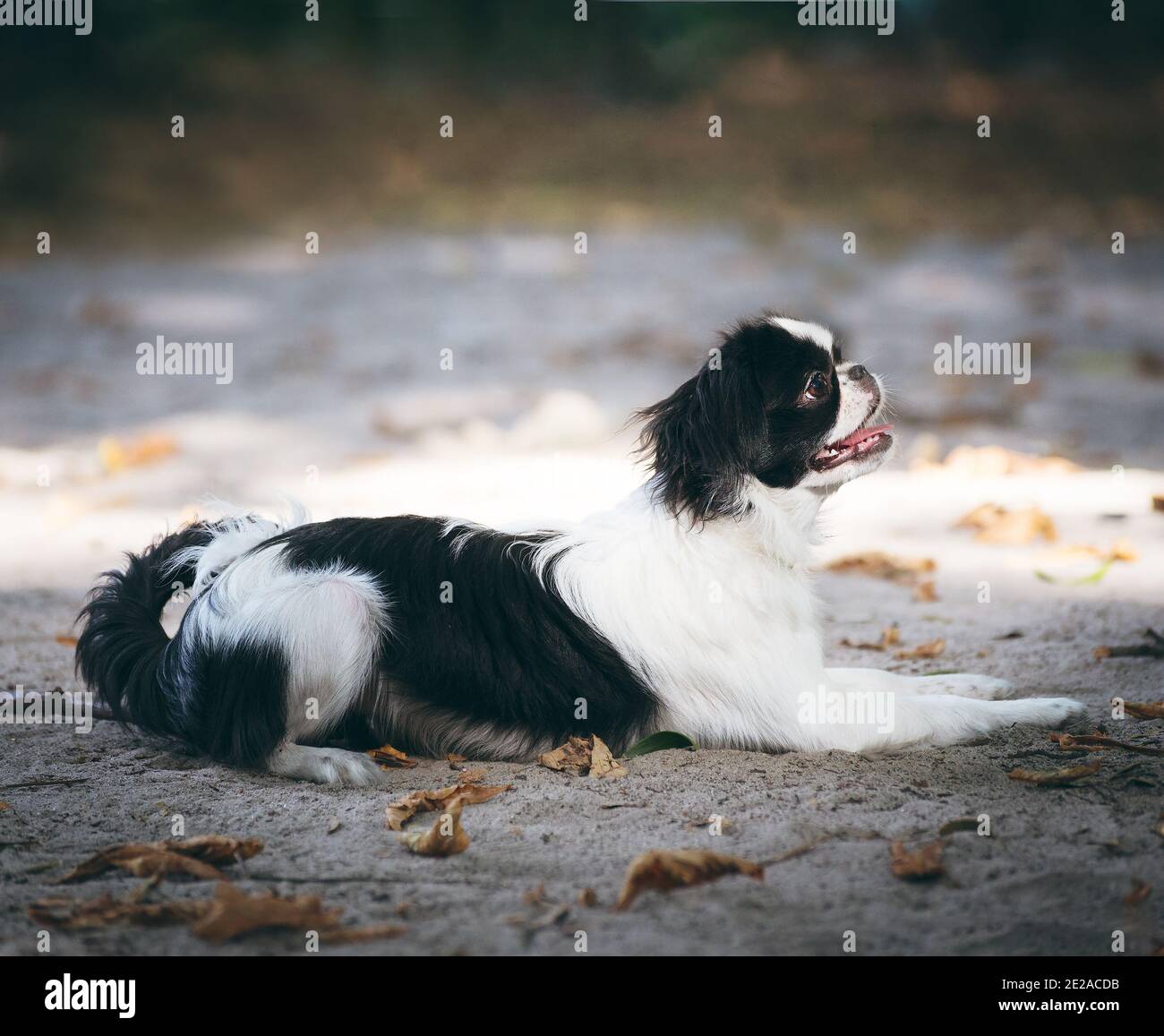 Japanischer Chin, sechs Monate alter Welpe, im Freien auf dem Sandboden liegend. Stockfoto