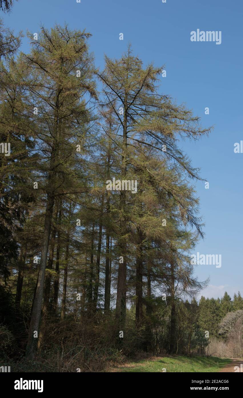 Neue Frühlingsblätter Eröffnung auf einer Laub-Nadellärche Baum (Larix decidua) Wächst im Wald mit einem hellen blauen Himmel Hintergrund in Devon Stockfoto