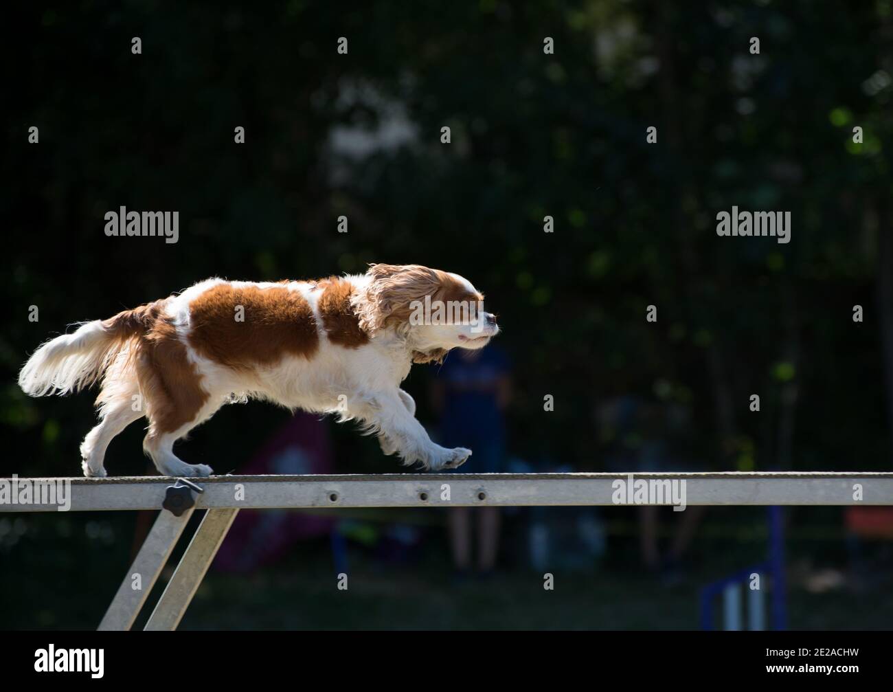 Cavalier King Charles Spaniel macht Agility-Übungen auf einem Balken. Stockfoto