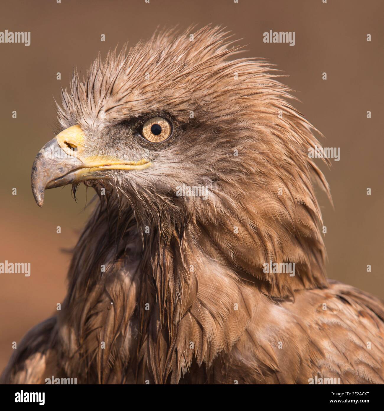 Nahaufnahme Portrait Black Kite (Milvus migrans) fotografiert im Oktober im Naturschutzgebiet ein Afek, Israel Stockfoto