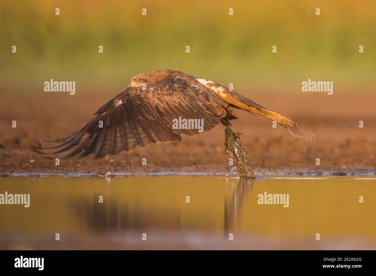 Black Kite (Milvus migrans) Jagd im Flug fotografiert im ein Afek Naturschutzgebiet, Israel im Oktober Stockfoto