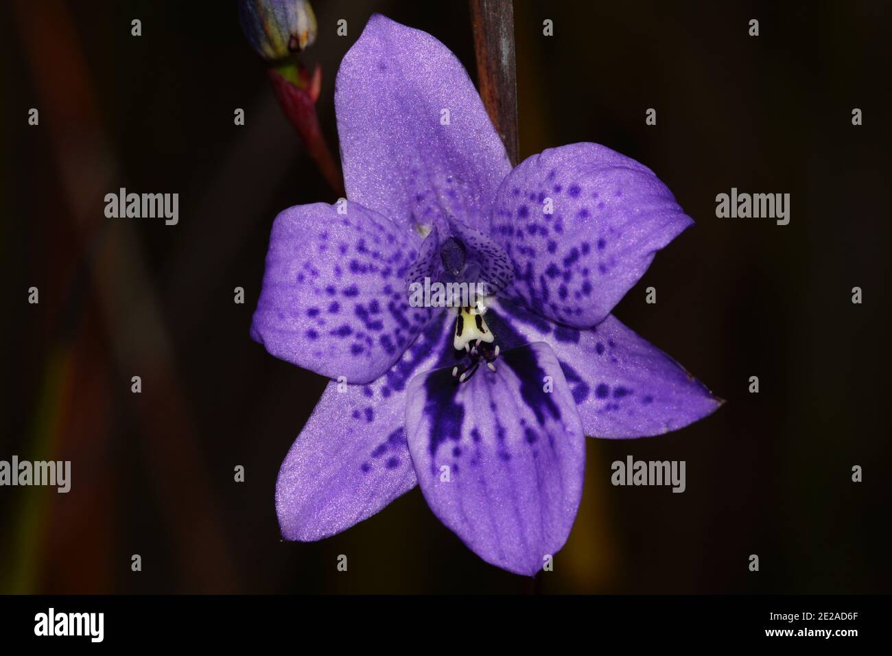 Blaue Orchideenblume von Epiblema grandiflorum, Baby-in-a-Cradle, Lebensraum an der Südküste von Western Australia, Frontalansicht mit dunklem Hintergrund Stockfoto
