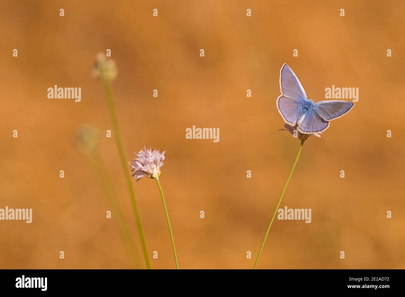Ein männlicher Gemeinsame blauer Schmetterling, Polyommatus Icarus. Die Weibchen sind braun. Dieser Schmetterling ist in Europa, Nordafrika und gemäßigten Regionen von Asien gefunden. Es Stockfoto