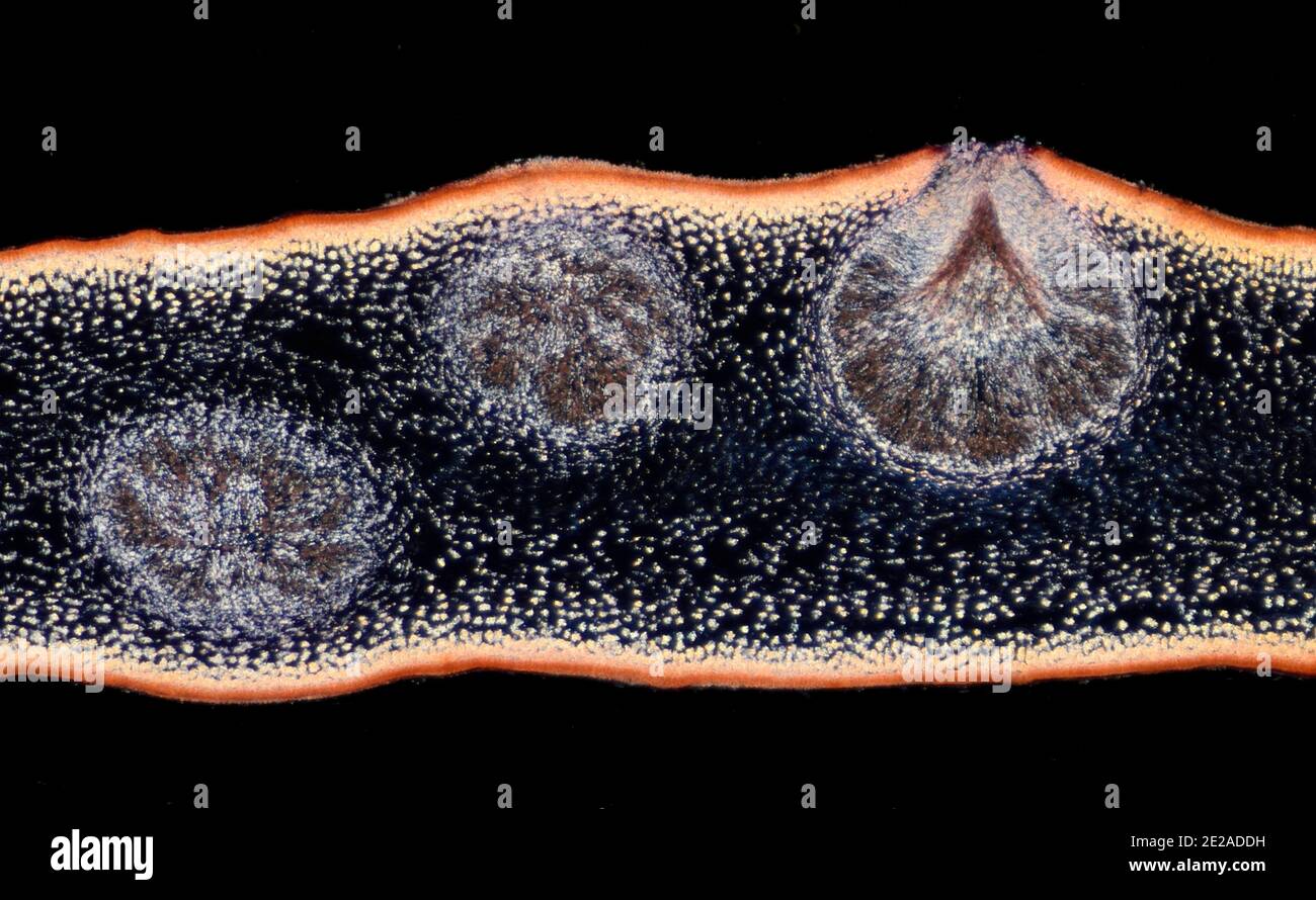Fucus serratus ist eine Alge des Nordatlantiks, bekannt als Zahnstange oder Zahnstange. TS Stockfoto