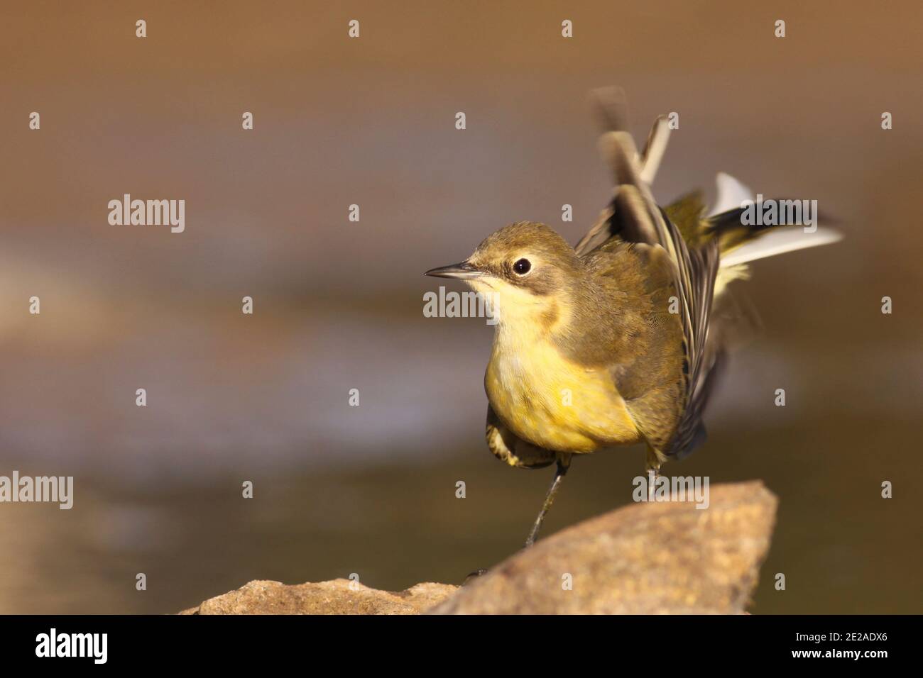 Schafstelze (Motacilla flava) in einem Feuchtgebiet. Gelbe bachstelzen sind Insectivorous, lieber auf dem Land, wo es einfach ist, zu erkennen, zu leben und zu Stockfoto