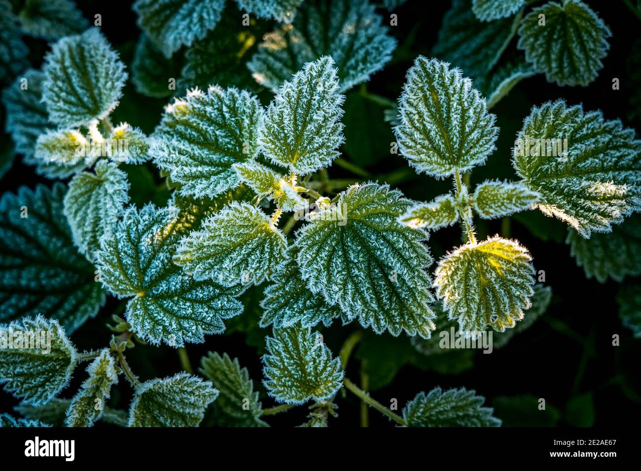 Abstrakter Hintergrund mit grünem Gras und Blättern, die mit Hoarfrost bedeckt sind. Draufsicht. Eiskristalle auf grünem Gras nach dem ersten Frost im Winter. Stockfoto