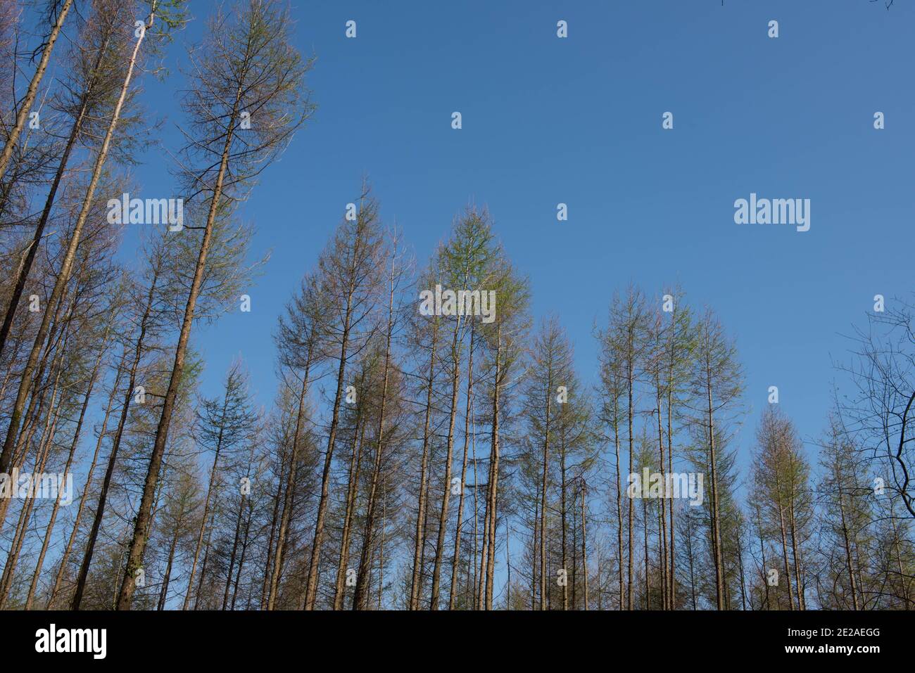 Neue Frühlingsblätter Eröffnung auf einer Laub-Nadellärche Baum (Larix decidua) Wächst im Wald mit einem hellen blauen Himmel Hintergrund in Devon Stockfoto