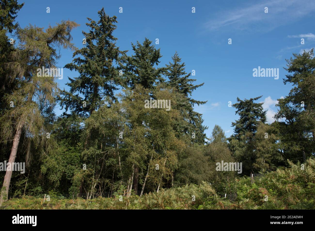 Neue Frühlingsblätter Eröffnung auf einer Laub-Nadellärche Baum (Larix decidua) Wächst im Wald mit einem hellen blauen Himmel Hintergrund in Devon Stockfoto
