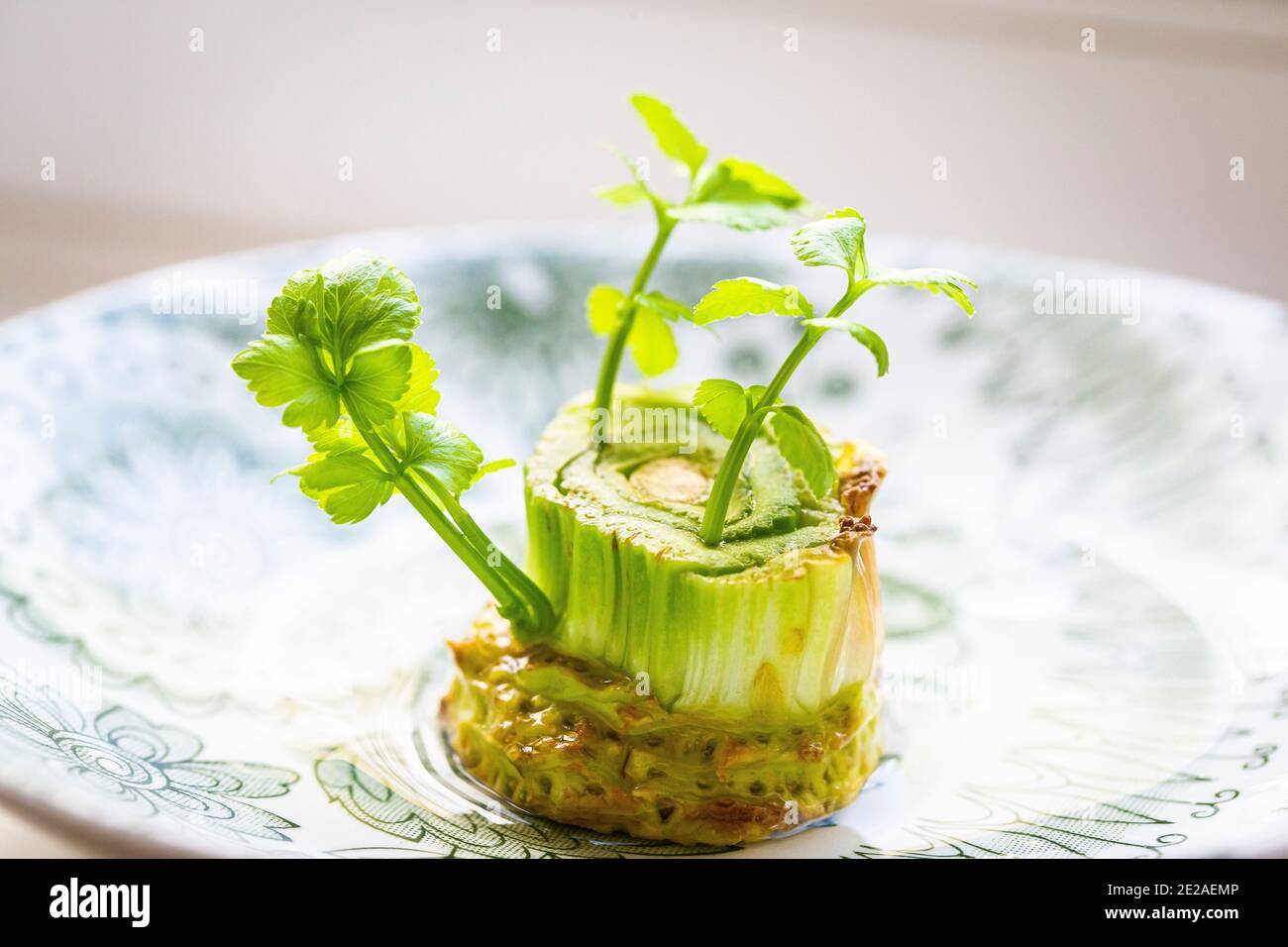 Gemüsereste auf einer Küchenfensterbank anbauen Stockfoto