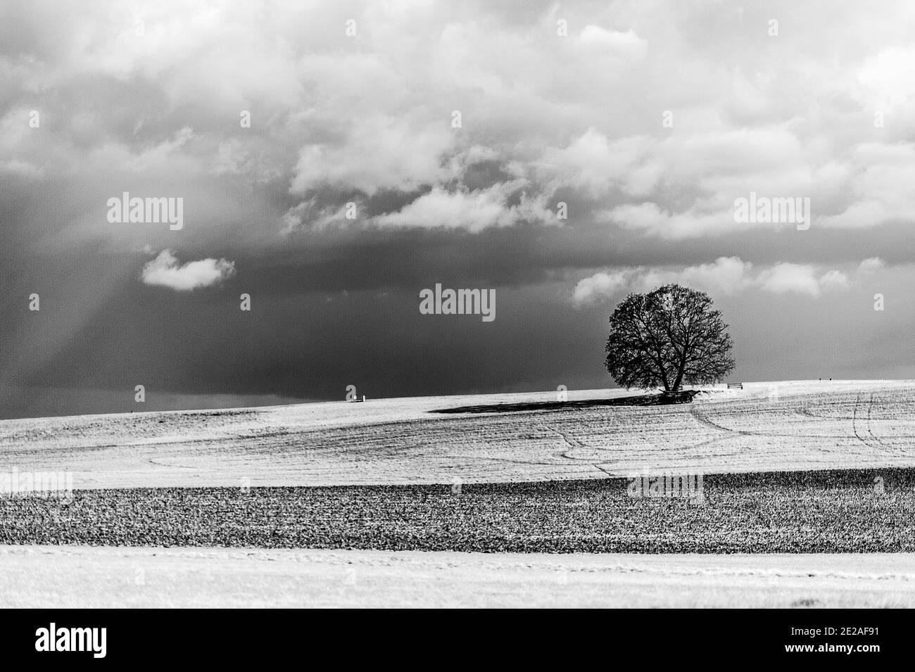 Einsamer Eichenbaum nach einem Sturm in der RHS Hyde Hall, South Woodham Ferrers, Essex Stockfoto