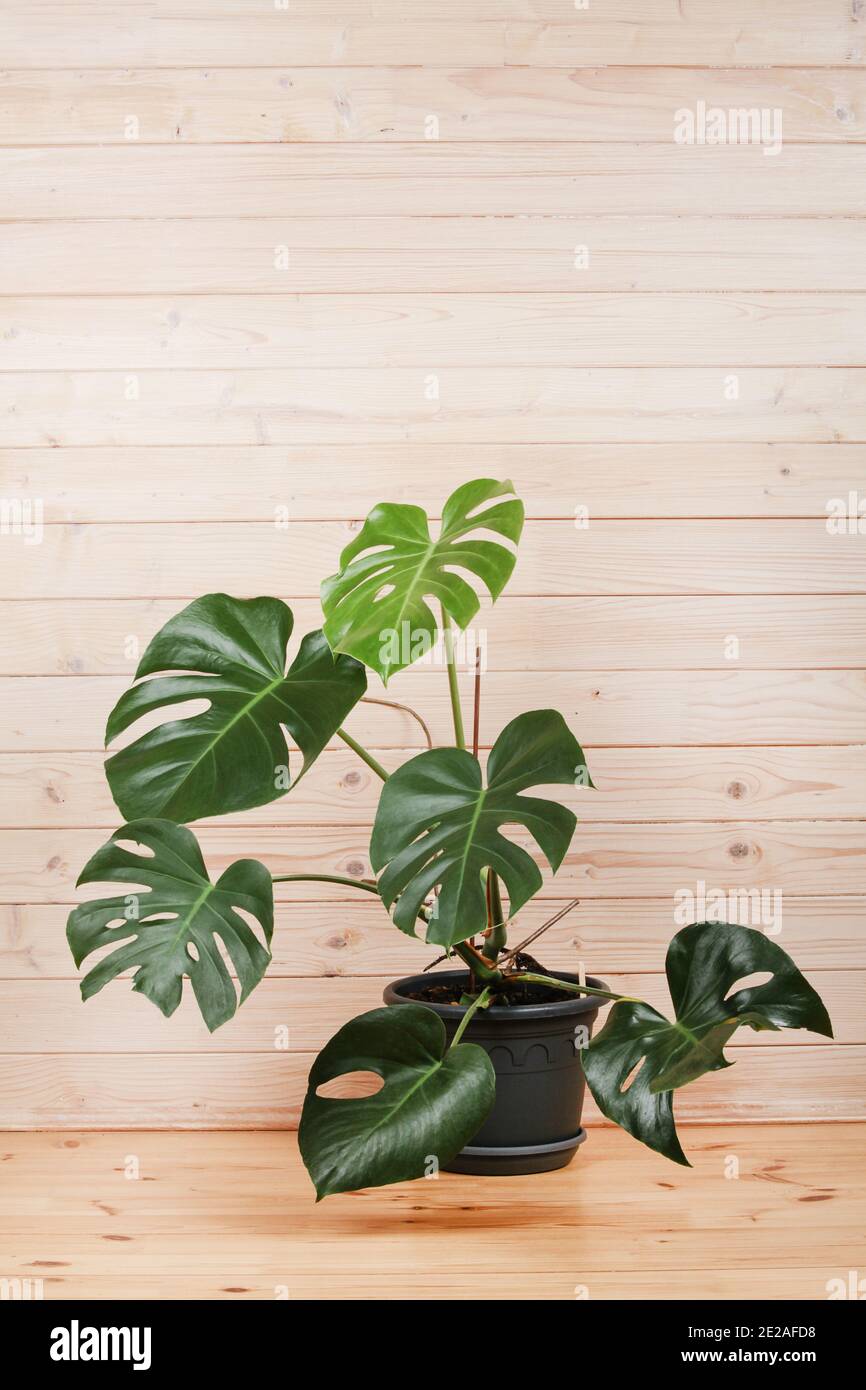 Grne Monstera in schwarzem Topf auf Holzhintergrund im Raum, Kopierraum  Stockfotografie - Alamy