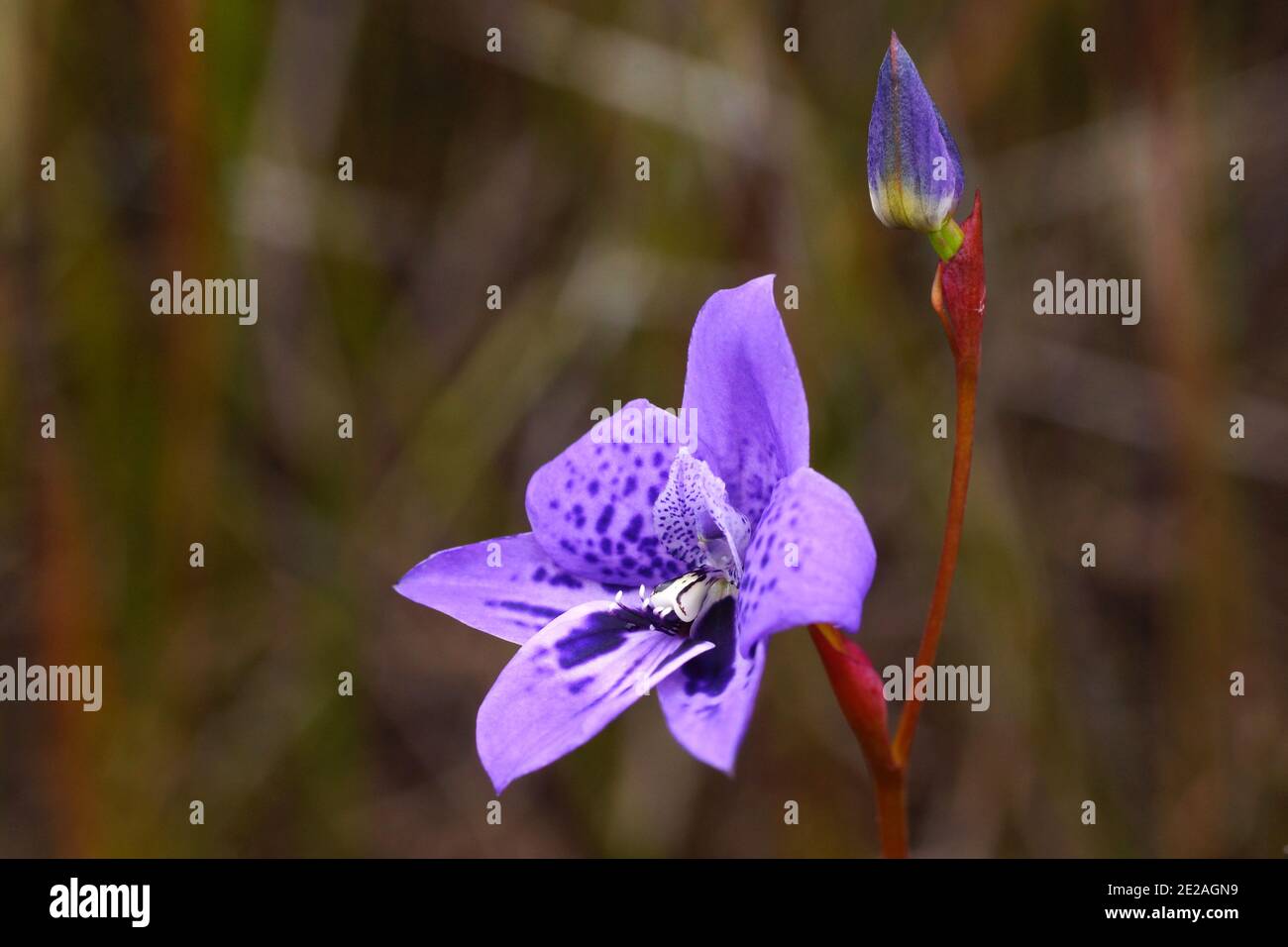 Blaue Orchideenblume von Epiblema grandiflorum, Baby-in-a-Cradle, Lebensraum an der Südküste von Western Australia, Seitenansicht mit natürlichem Hintergrund Stockfoto