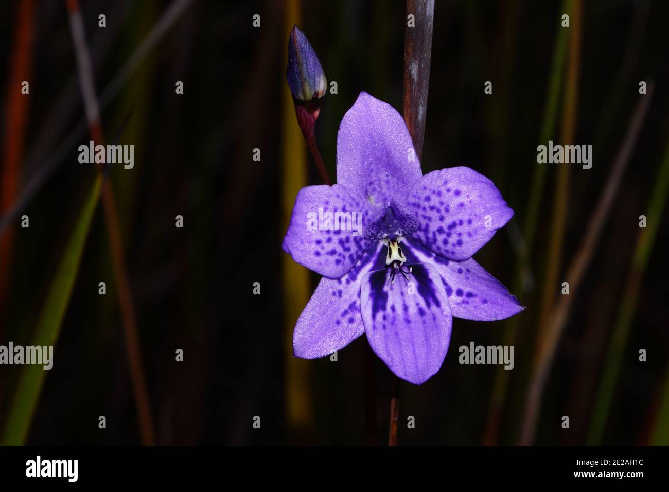 Blaue Orchideenblume von Epiblema grandiflorum, Baby-in-a-Cradle, Lebensraum an der Südküste von Western Australia, Frontalansicht mit natürlichem Hintergrund Stockfoto