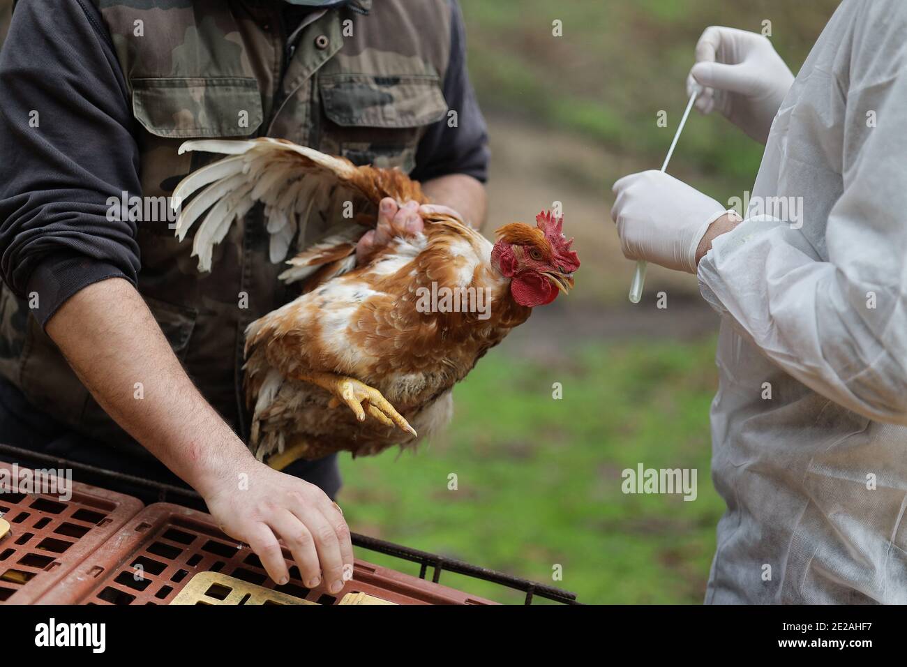 Ein Tierarzt führt PCR-Tests an Hühnern in einem Bauernhof in der Region Landes, Südwesten von Frankreich, 13. Januar 2021. Die französische Regierung sagte am Dienstag, dass 700,000 seit Dezember eingeschläfert Vögel von Hunderttausenden weiteren gefolgt werden, da die Behörden die Palette der Genehmigungen für Keulen in von dem Ausbruch betroffenen Betrieben erweitert haben. Beamte in Gers, Landes, Pyrenäen-Atlantiques und Hautes-Pyrenäen sowie 11 Gemeinden in Lot-et-Garonne, alle Verwaltungsabteilungen im Südwesten Frankreichs, wurden neu autorisiert, Vögel zu vernichten. Foto von Thibaud Moritz/ABACAPRESS.C Stockfoto