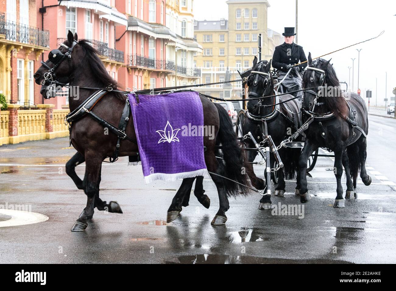 Brighton & Hove, Großbritannien. 13. Januar 2021 eine Brunswick Carriage Company Horse Drawn Carse bereitet sich auf eine Beerdigung in Hove, East Sussex, Großbritannien vor. Foto ©Julia Claxton Credit: Julia Claxton/Alamy Live News Stockfoto