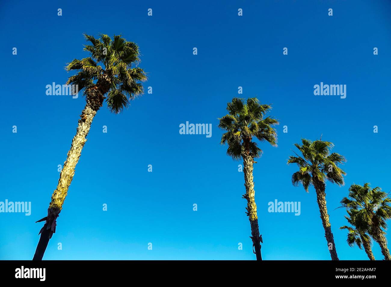 Weitläufige, flache landwirtschaftliche Anlage mit Palmengarten in der Nähe von Elche, Costa Blanca, Spanien Stockfoto