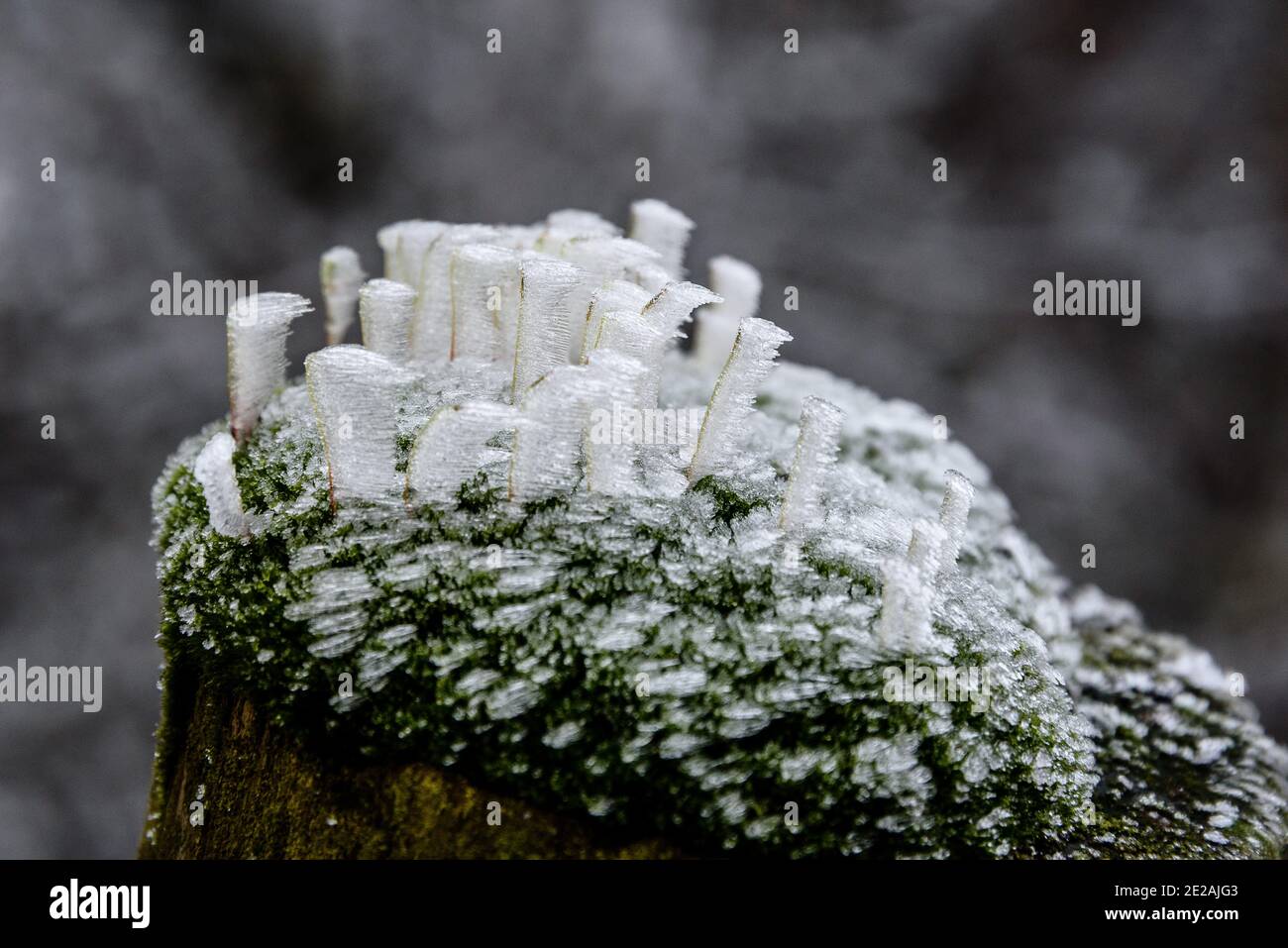 Chanctonbury Ring, Sussex, Großbritannien. 9. JANUAR 2021 Windgeblasene Eiskristalle bildeten sich auf Flechten an einem Zaunpfosten auf dem South Downs Way nahe dem Chanctonbury Ring Stockfoto