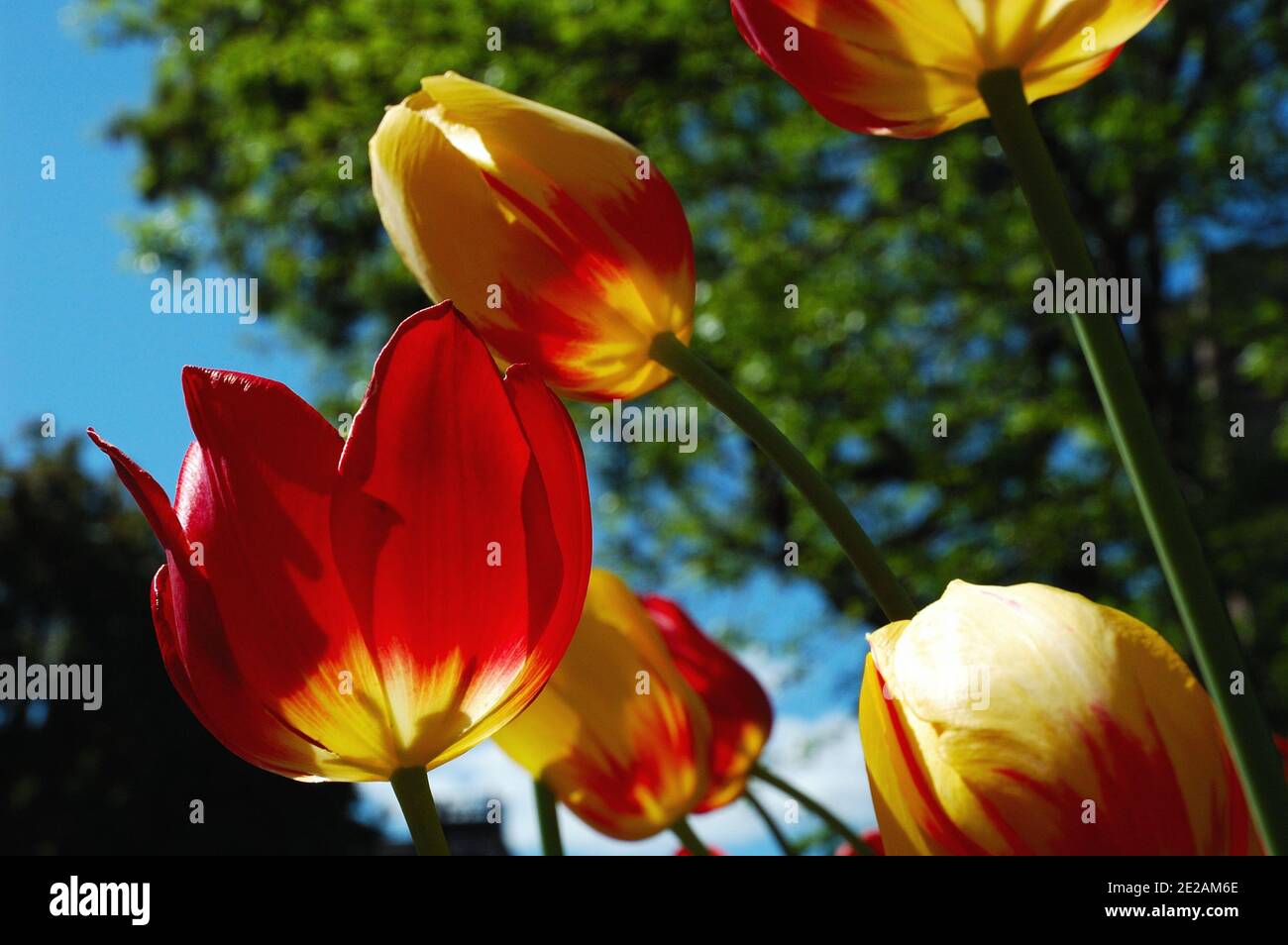 Tulpen Bunte Frühlingsblüte, eine Hommage an die Sonne im McGill Ghetto, Montreal, Kanada Stockfoto