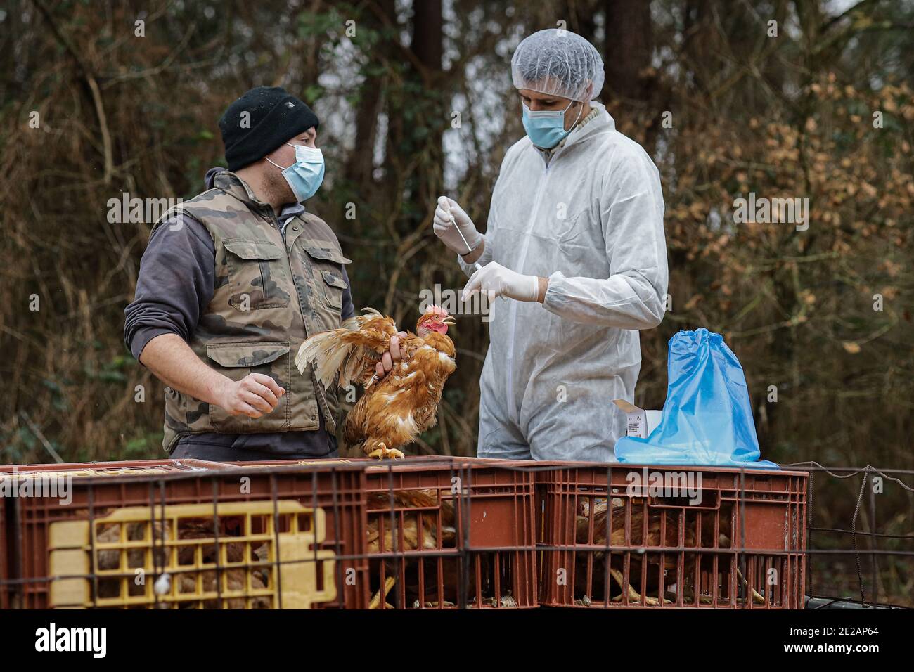 Bordeaux, Frankreich. Januar 2021. Ein Tierarzt führt PCR-Tests an Hühnern in einem Betrieb in der Landesabteilung durch, um zu überprüfen, ob sie mit dem Vogelgrippevirus kontaminiert sind, das den Südwesten Frankreichs stark betrifft. Januar 13, 2021. Foto von Thibaud Moritz/ABACAPRESS.COM Quelle: Abaca Press/Alamy Live News Stockfoto