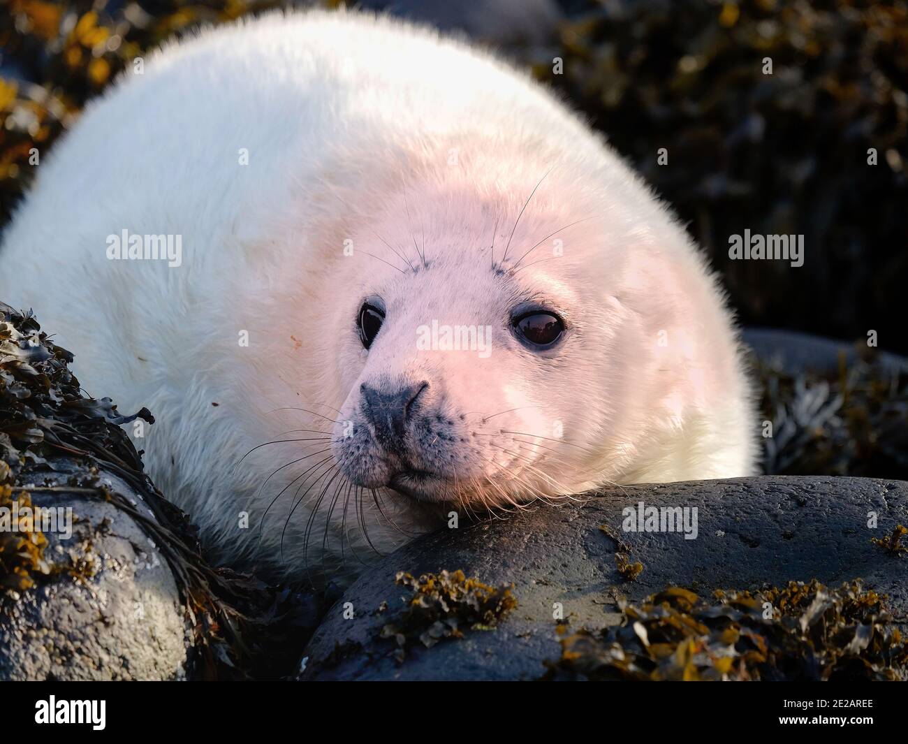 Niedliche weiße Baby Robbe Welpen mit großen Augen auf Felsen Auf einer schottischen Insel Stockfoto