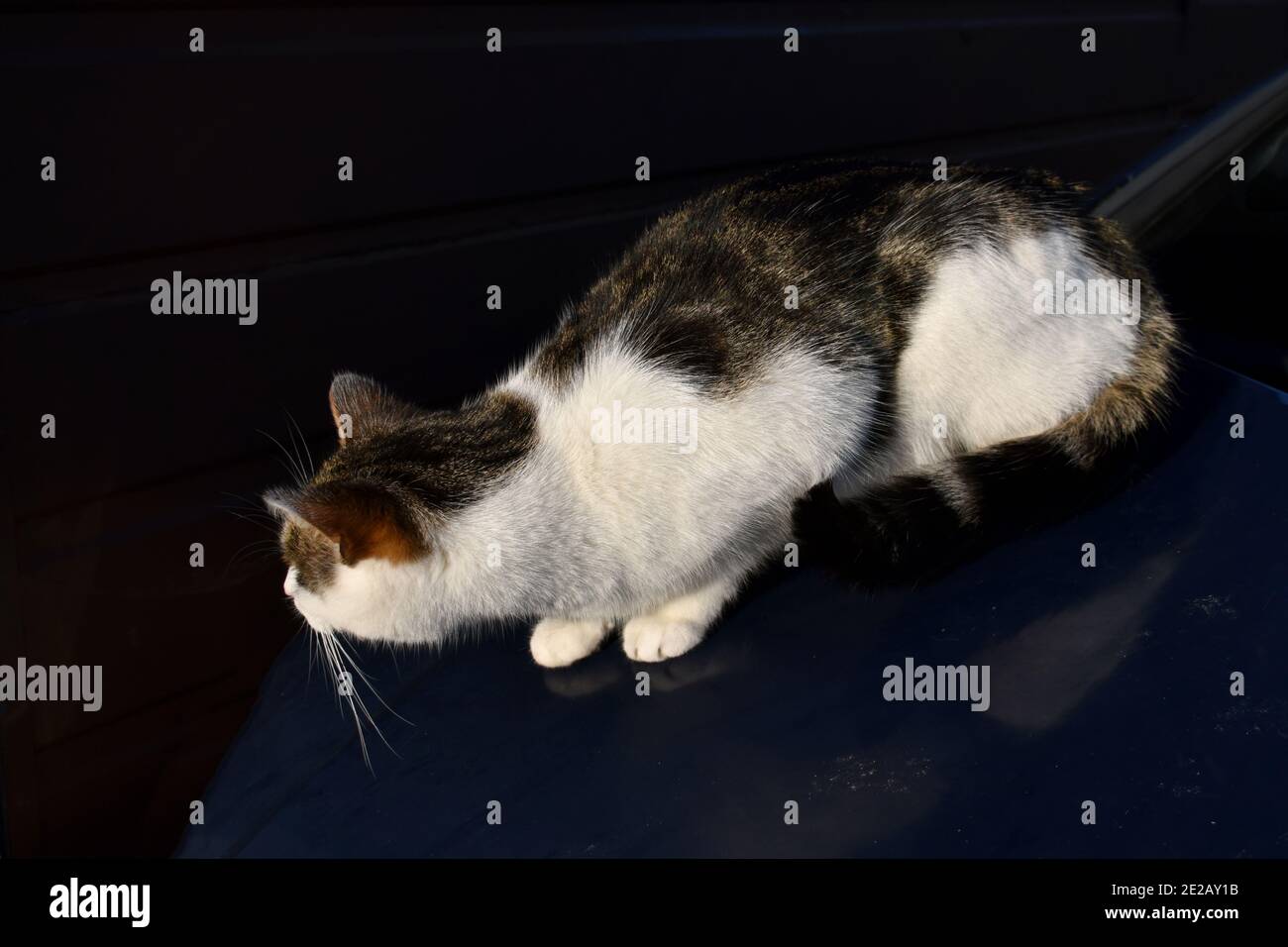 Nahaufnahme von Schildkrötenhölle und weiße Hauskatze saßen schnüffelnd an der Motorhaube des Autos, mit schmutzigen Pfotenabdrücken darauf, draußen die Wintersonnenschinken aufsaugen Stockfoto