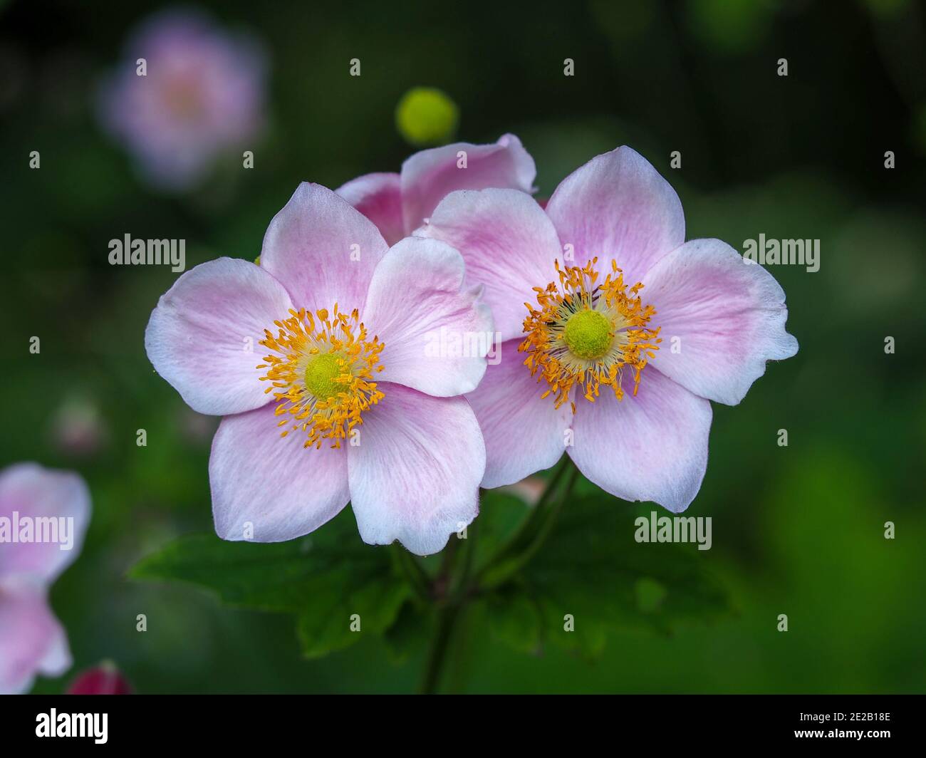 Nahaufnahme von zwei hübschen kleinen rosa Anemonblüten in einem Garten Stockfoto
