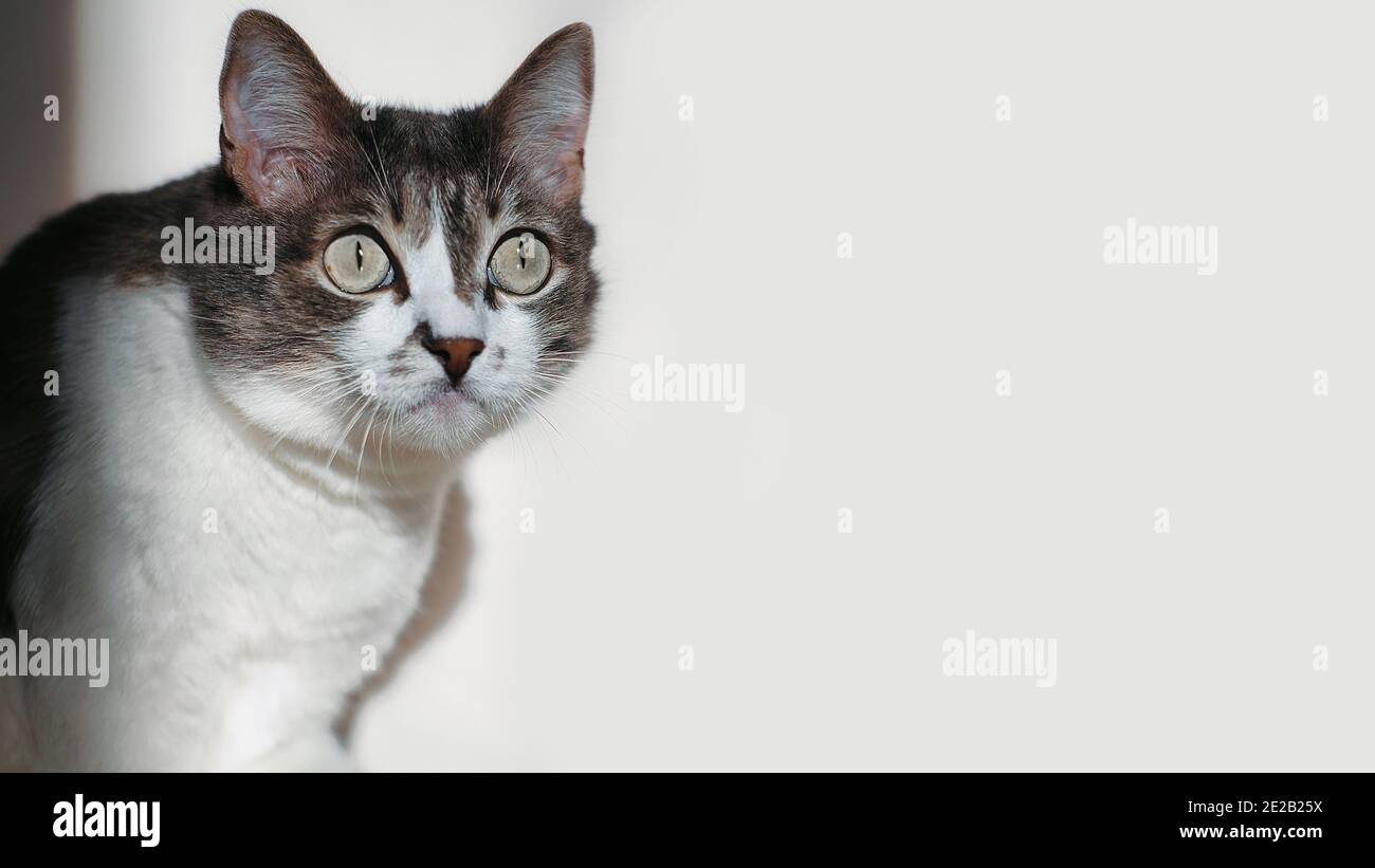 Eine graue Katze mit einer weißen Brust schaut überrascht auf etwas mit großen Augen. Dies ist ein Porträt einer interessierten Katze mit abgerundeten Augen. Stockfoto