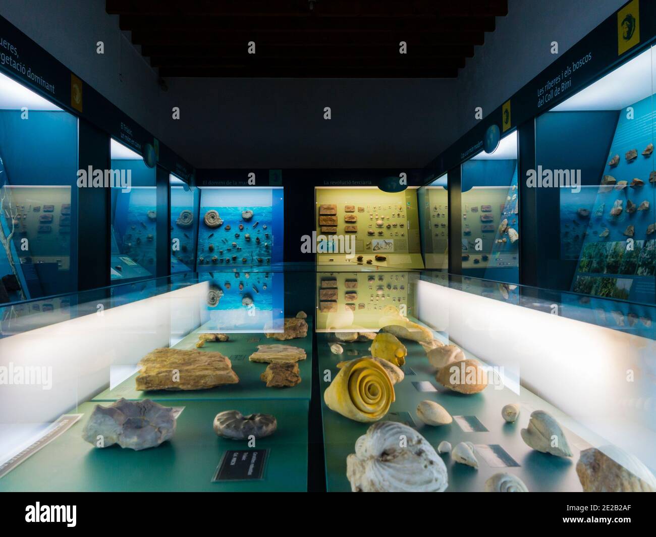 Innenansicht der Exponate im Museu Balear de Ciencies Naturals oder Naturkundemuseum in Soller Mallorca Balearen Spanien. Stockfoto