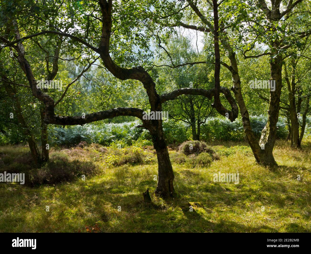 Kleiner Baum im Wald mit verdrehten Ästen. Stockfoto