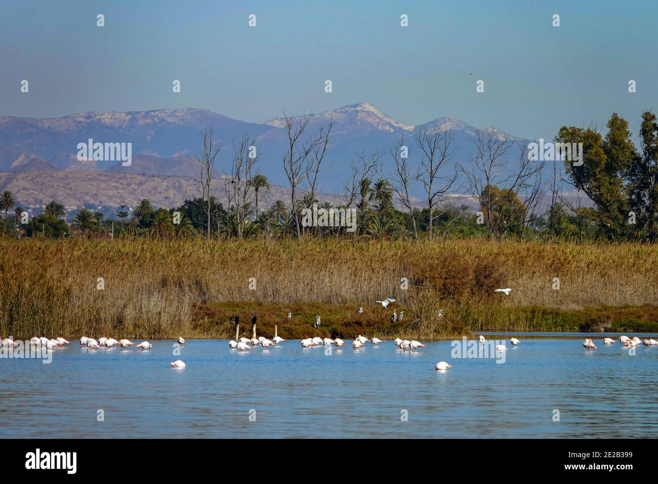 El Hondo de Elche, Fondo de Elche Seen und Vögel Naturschutzgebiet, Costa Blanca, Spanien Stockfoto