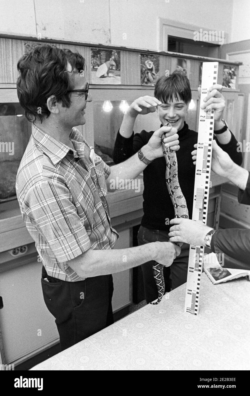 15. August 1985, Sachsen, Eilenburg: In der Schlangenstudie der Jungen Naturforscherstation in Eilenburg wird Mitte der 1980er Jahre eine Schlange untersucht. Genaues Aufnahmedatum nicht bekannt. Foto: Volkmar Heinz/dpa-Zentralbild/ZB Stockfoto