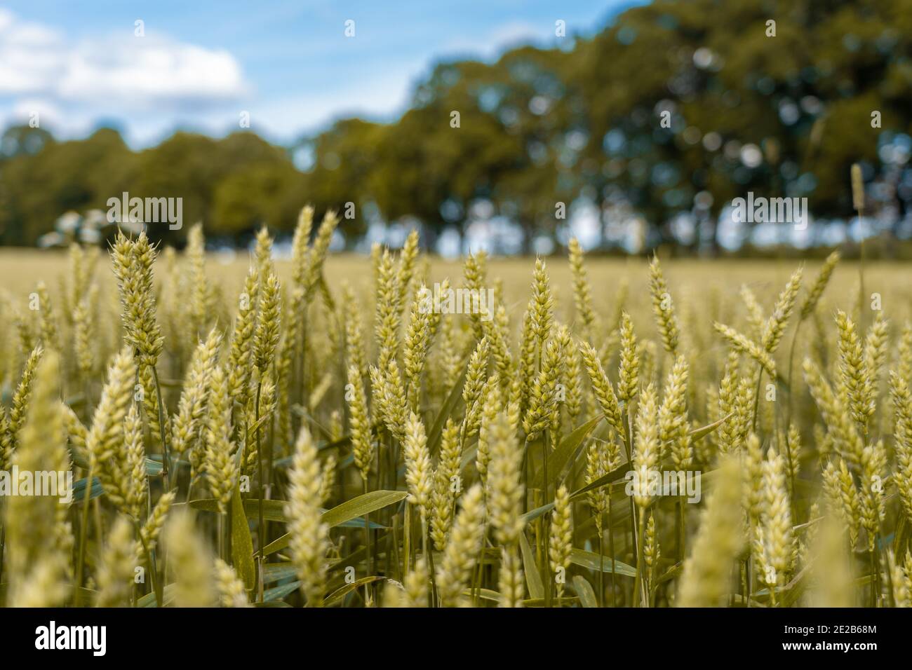 Gelbe Weizenpflanzen auf dem Feld mit Bäumen und blau Himmel Stockfoto
