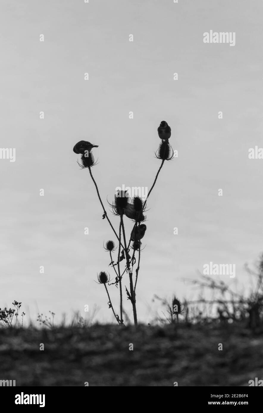 Silhouette von Goldfinken (Carduelis carduelis) Fütterung auf Teaselsamen Köpfe, Herefordshire UK. Dezember 2020. Stockfoto